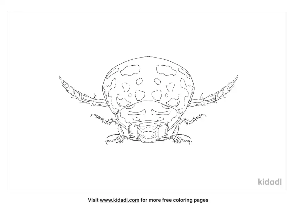 Sunburst Diving Beetle Coloring Page