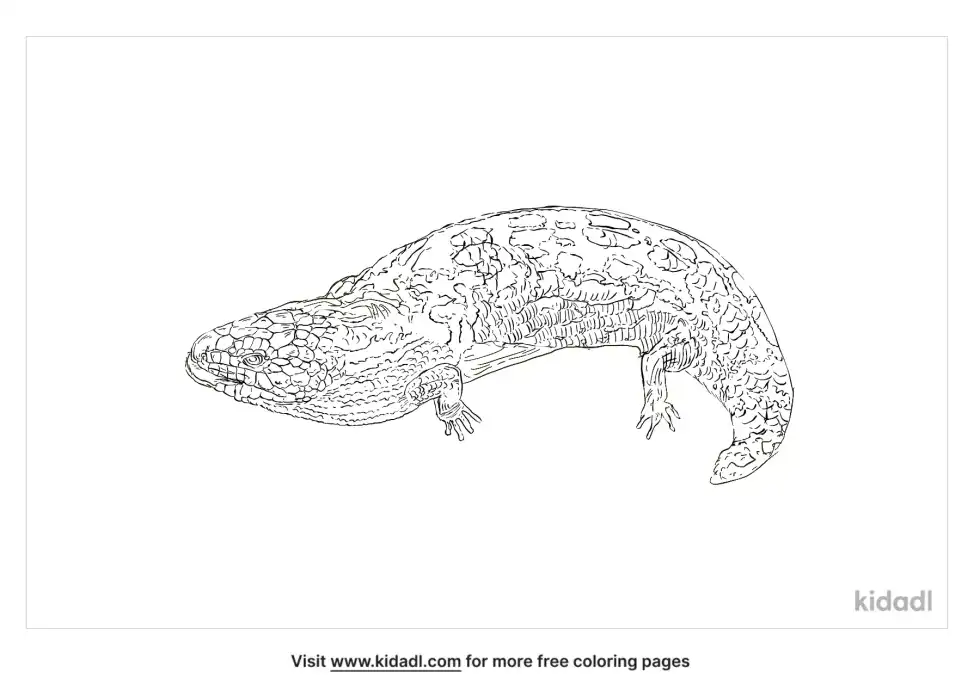 Shingleback Lizard Coloring Page
