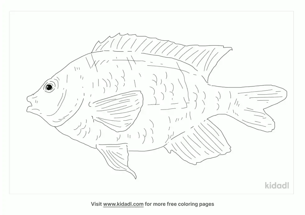 Dusky Damselfish Coloring Page