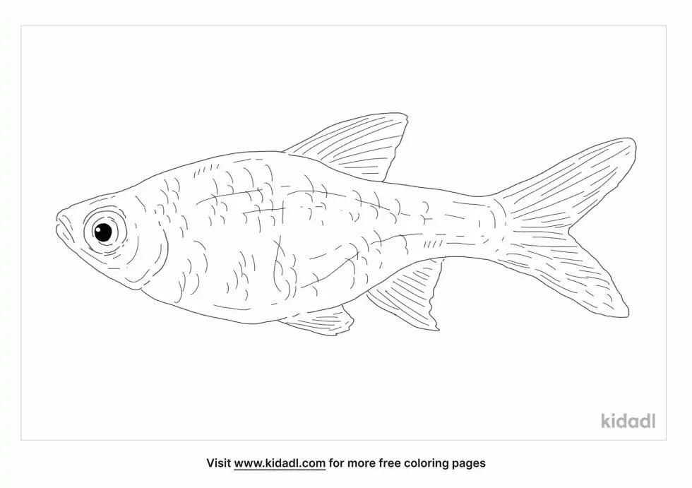 Rasbora Coloring Page