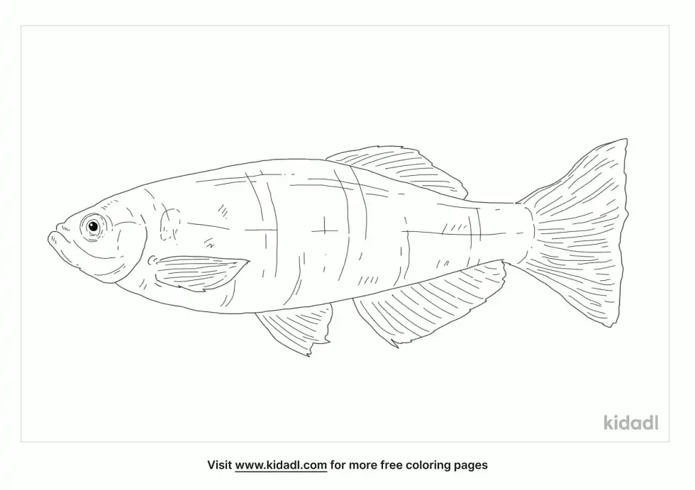 Rose Danio Coloring Page