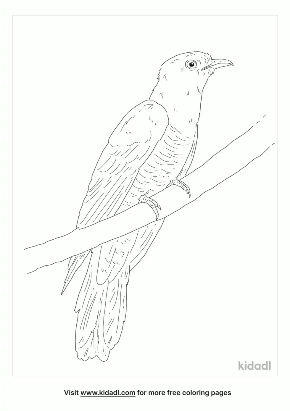 Cuculus Coloring Page