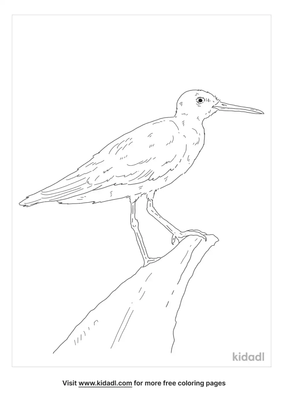 Tattler Bird Coloring Page