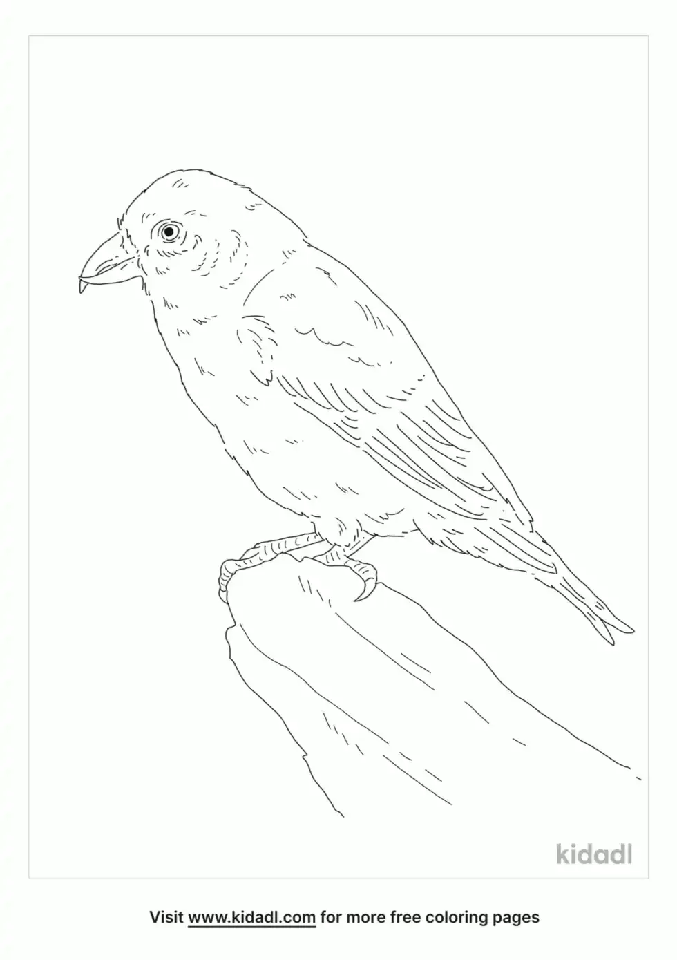 Cassia Crossbill Coloring Page