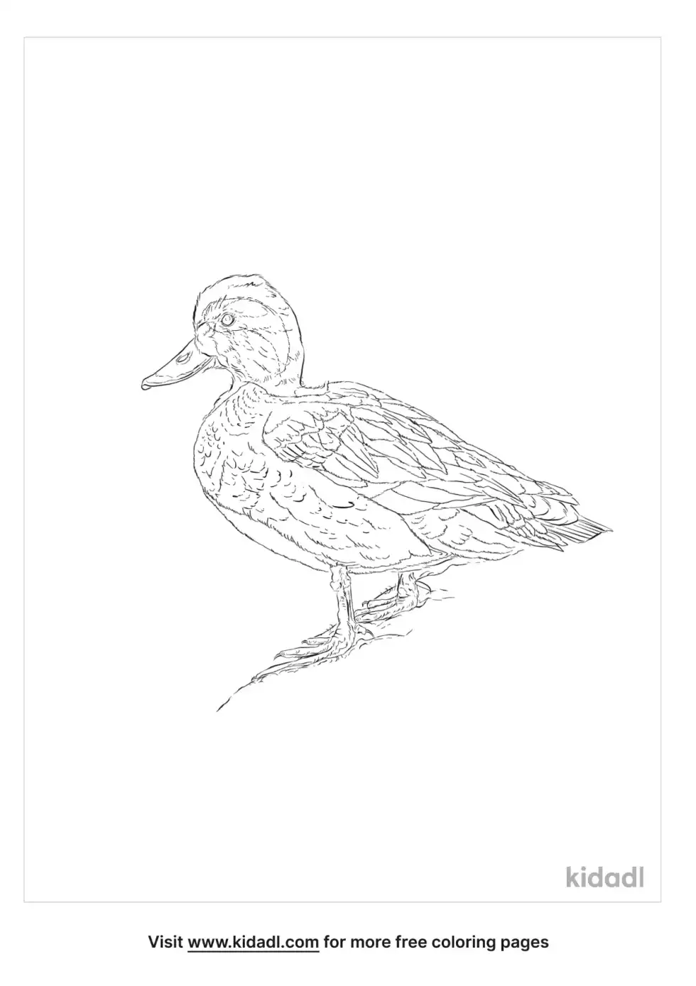 Eurasian Teal Coloring Page