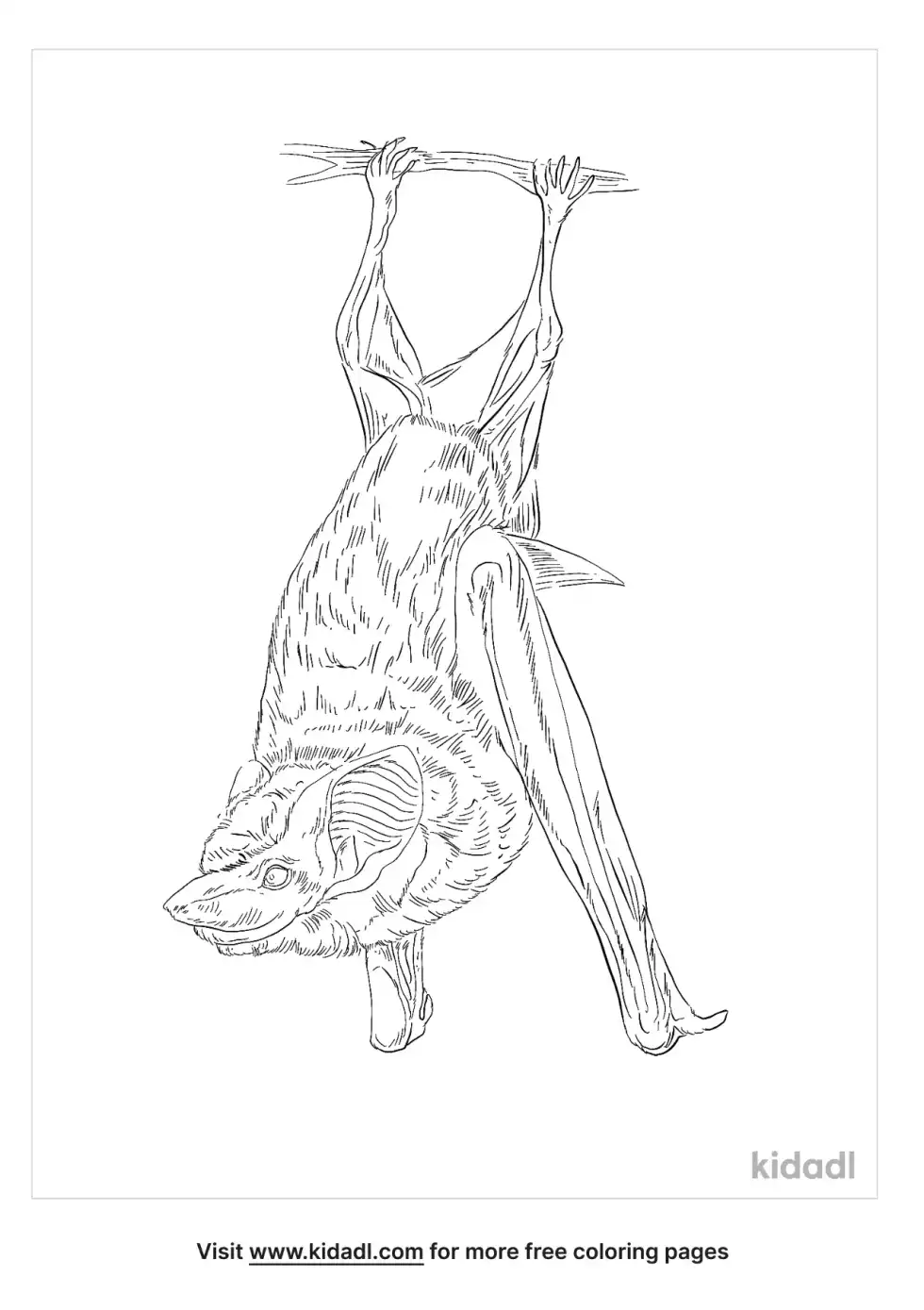 Emballonuridae Coloring Page