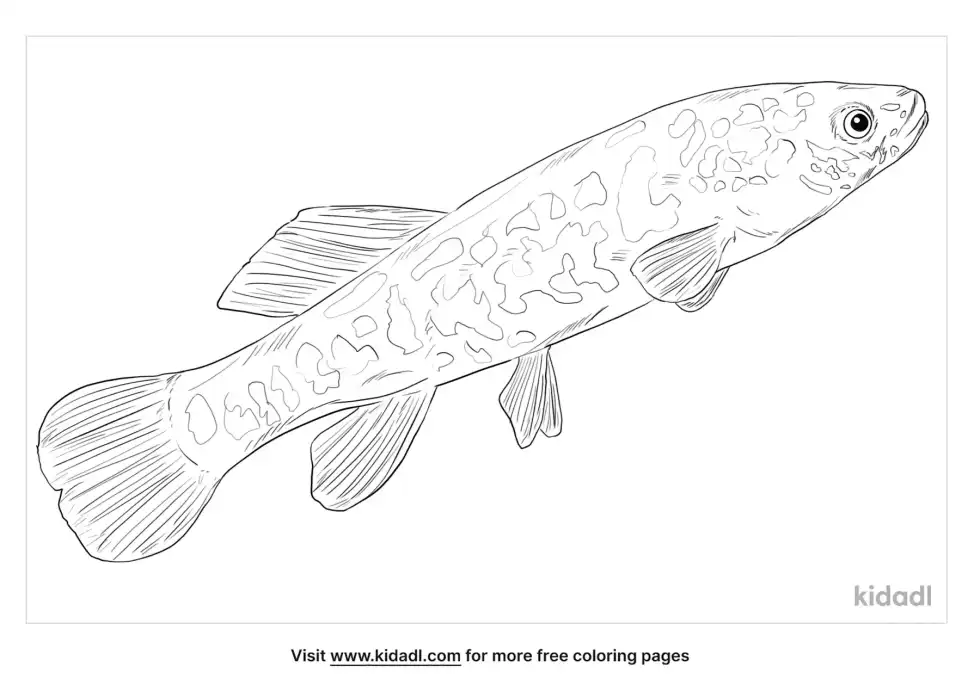 Central Mudminnow Coloring Page