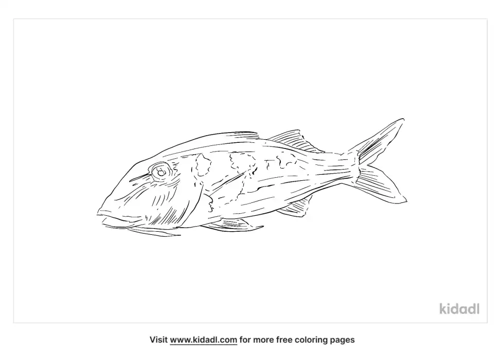 Spotted Goat Fish Coloring Page
