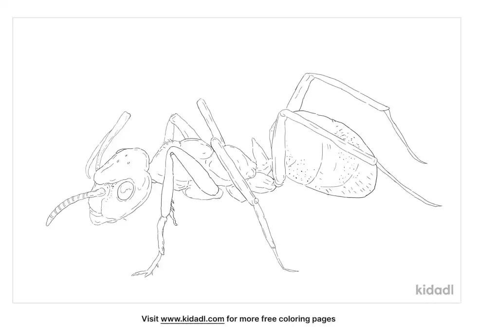 Red Wood Ant Coloring Page