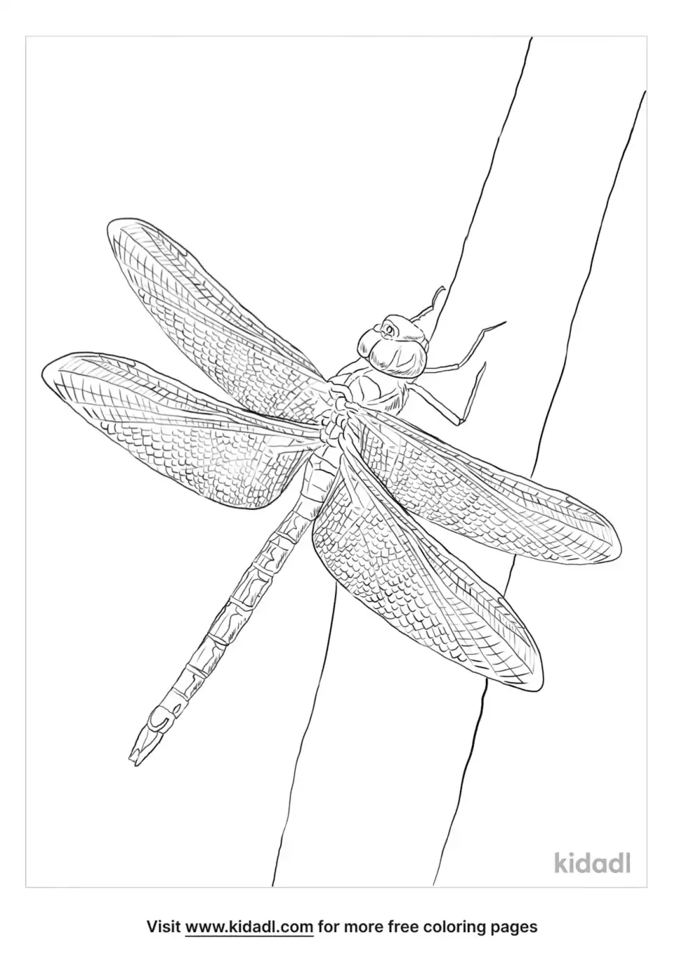 Common Green Darner Coloring Page