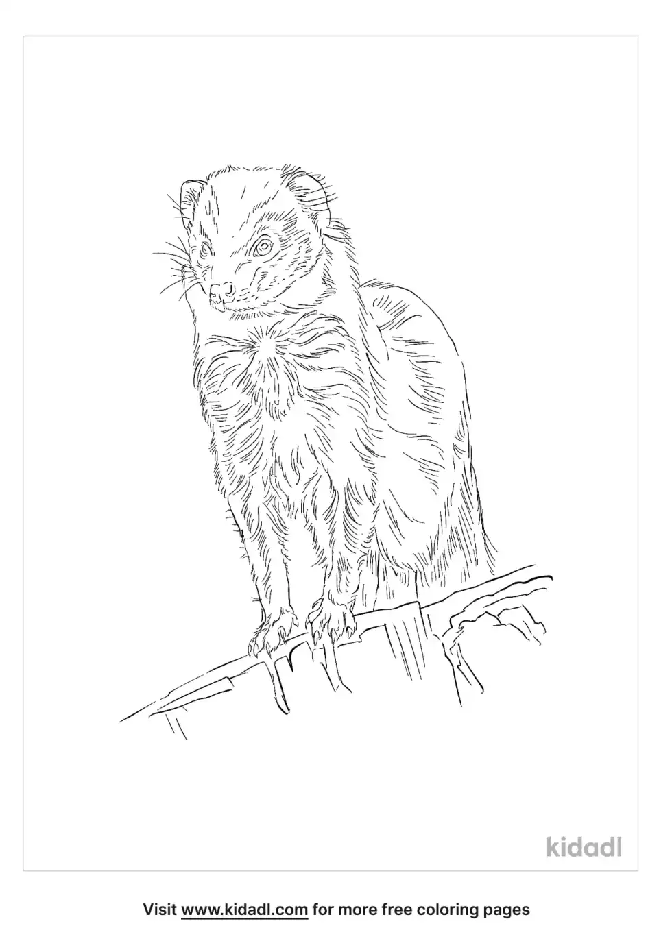 Slender Mongoose Coloring Page