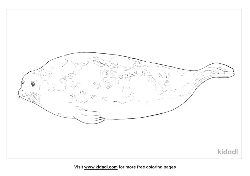 Ringed Seal Coloring Page