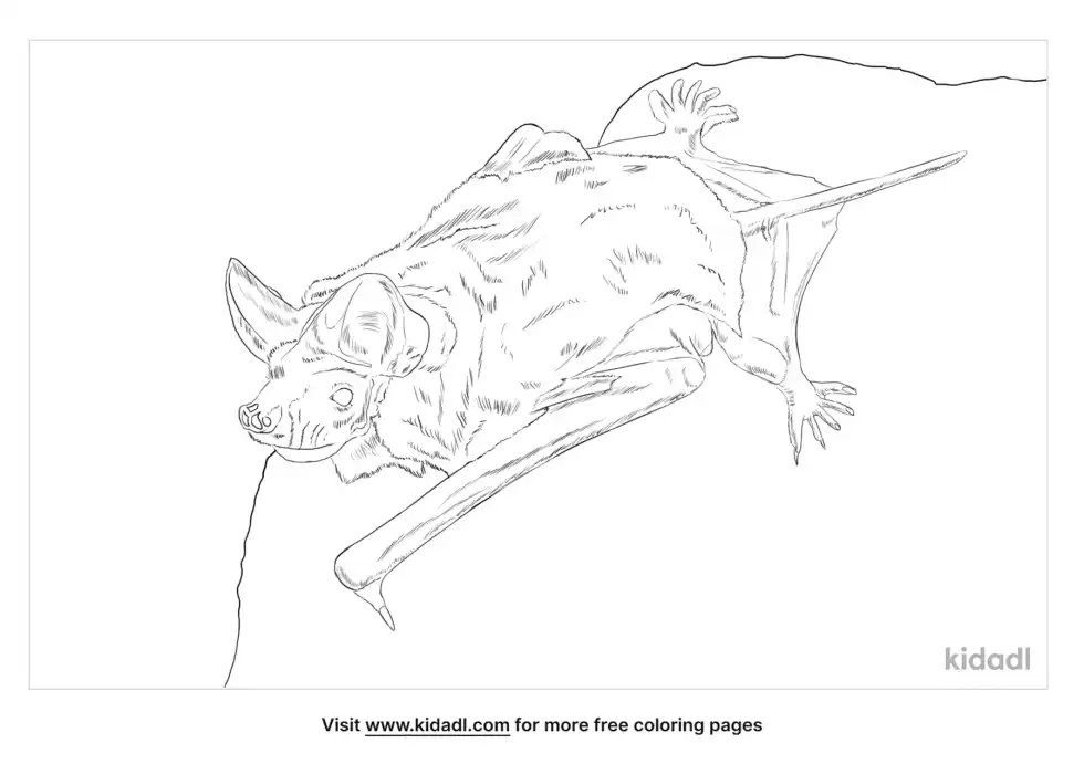 Mexican Free-Tailed Bat Coloring Page