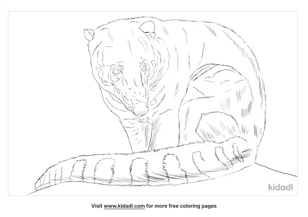 Coati Coloring Page