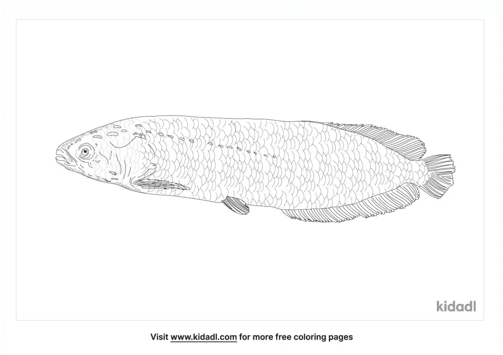 African Arowana Coloring Page