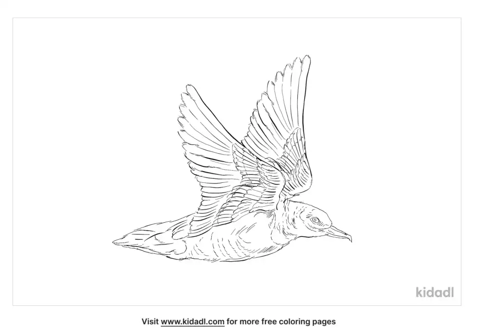 Fluttering Shearwater Coloring Page