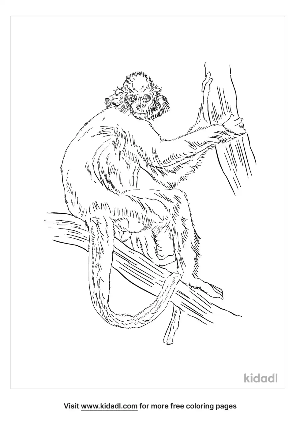 Capped Langur Coloring Page