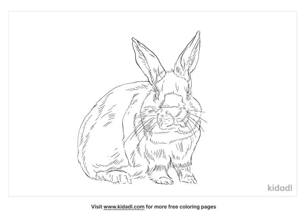 California White Rabbit Coloring Page