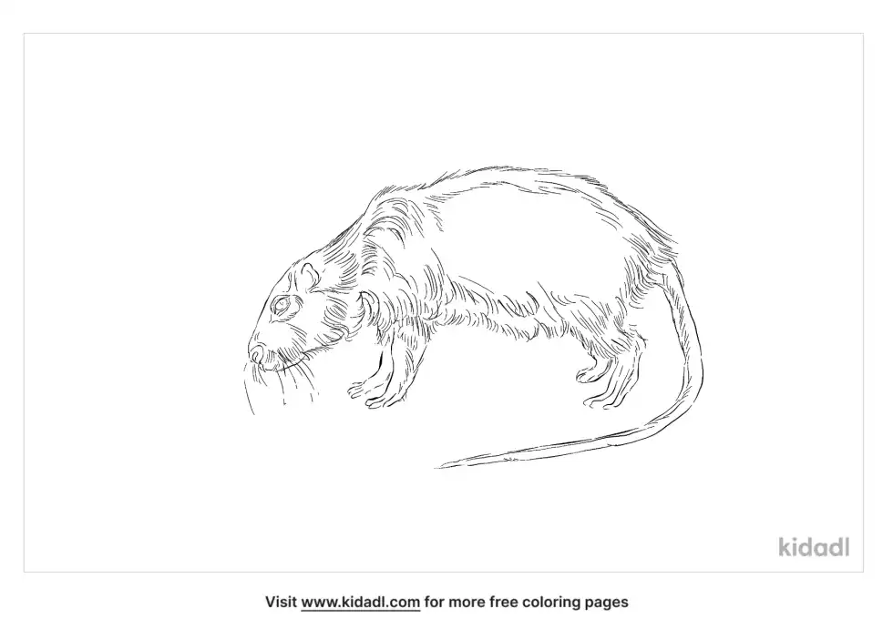 Bosavi Woolly Rat Coloring Page