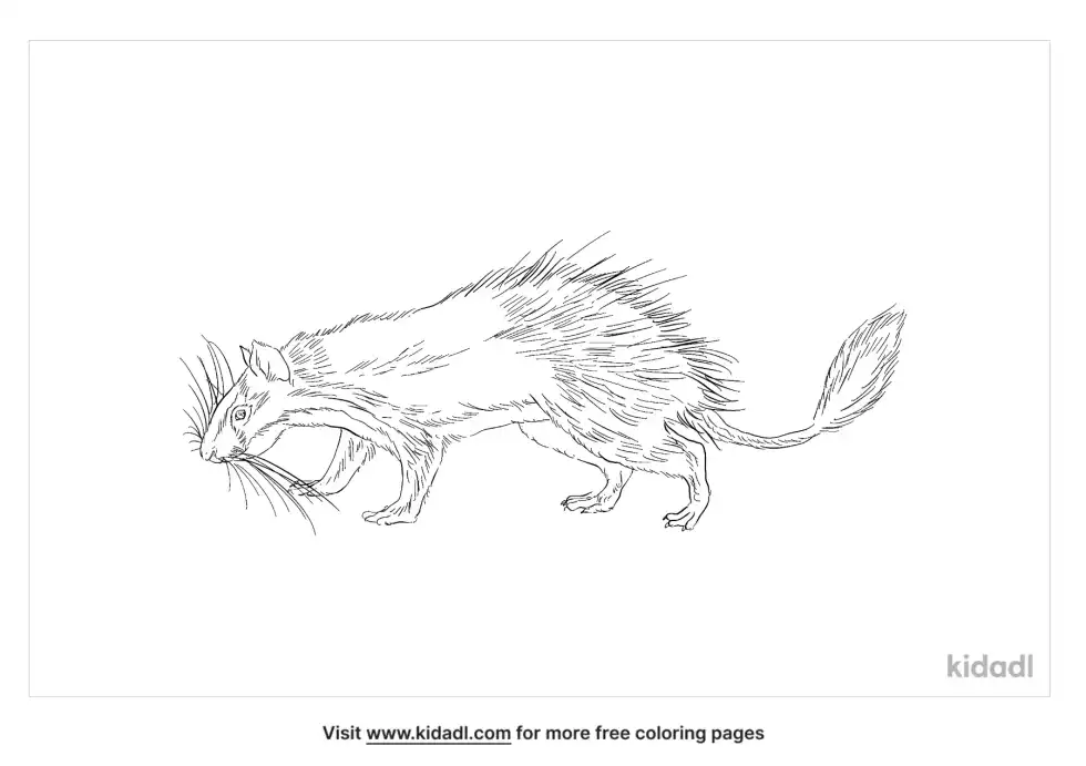 Brush-Tailed Porcupine Coloring Page