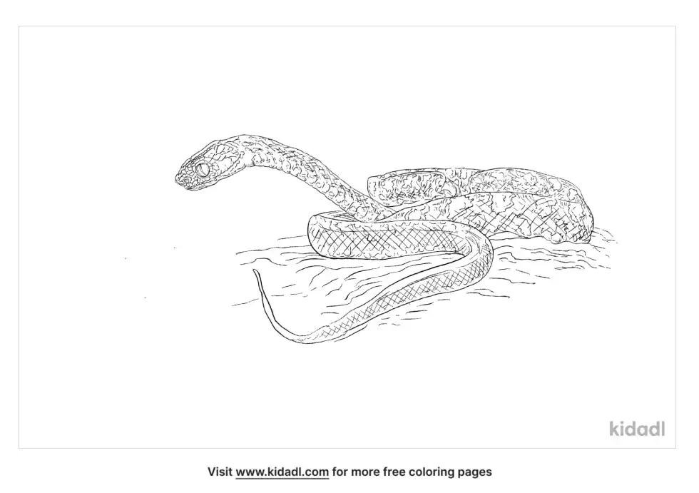 Checkered Keelback Coloring Page