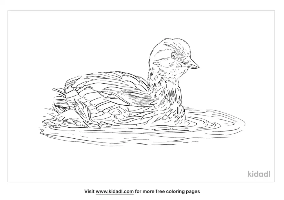 Australasian Grebe Coloring Page