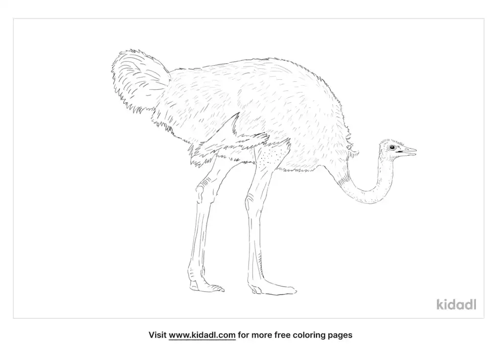 Common Ostrich Coloring Page