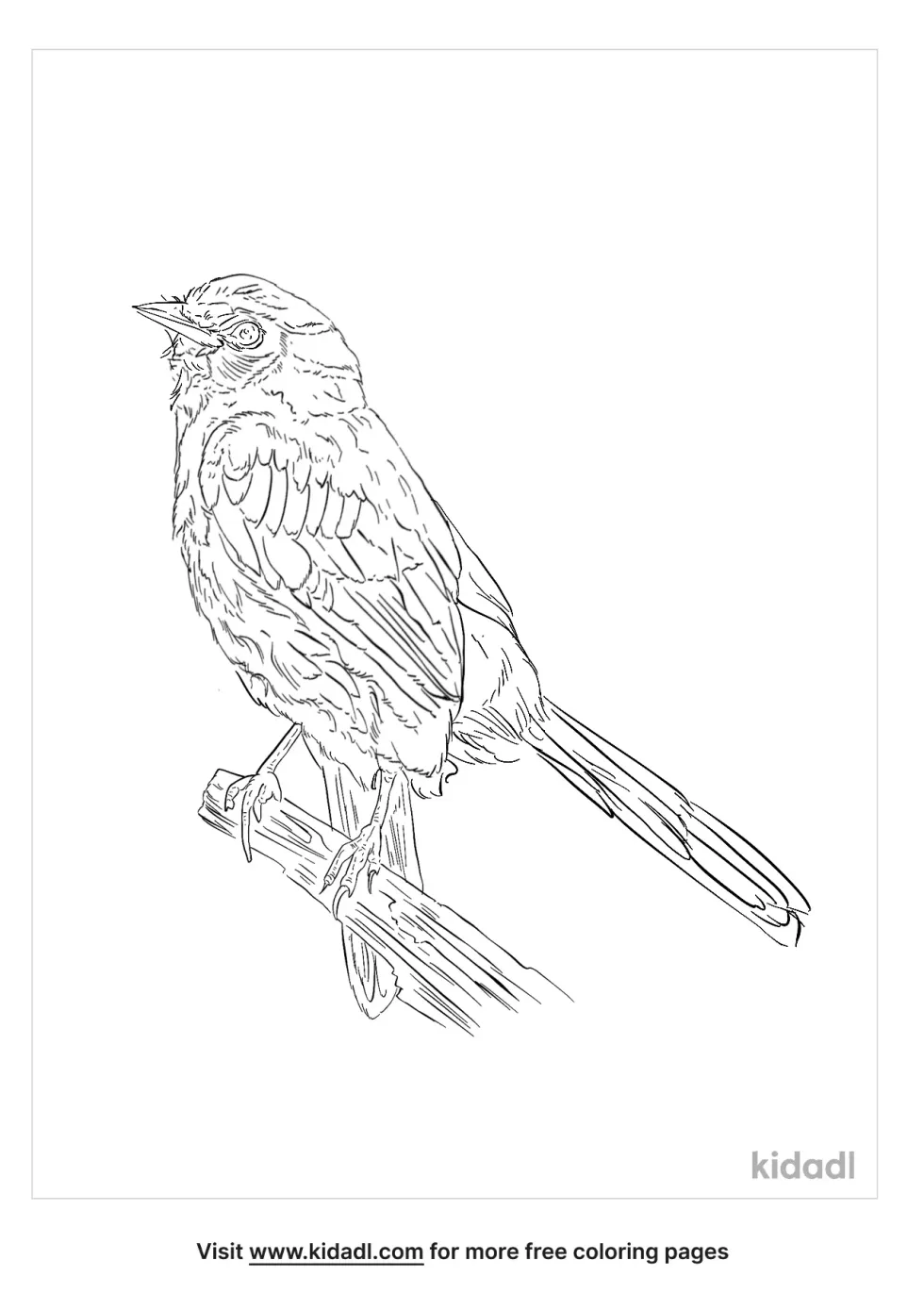 Bristlebird Coloring Page