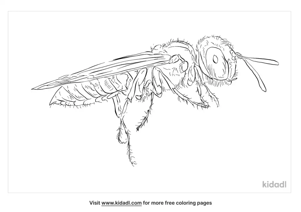 Bee Wolf Coloring Page