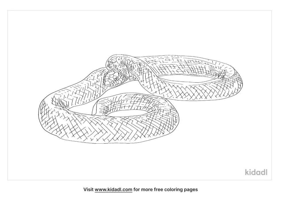 Burrowing Snake Coloring Page
