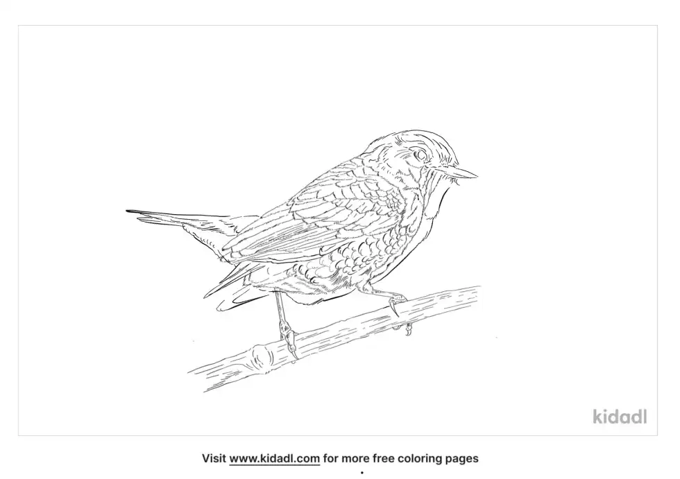 Taiga Flycatcher Coloring Page