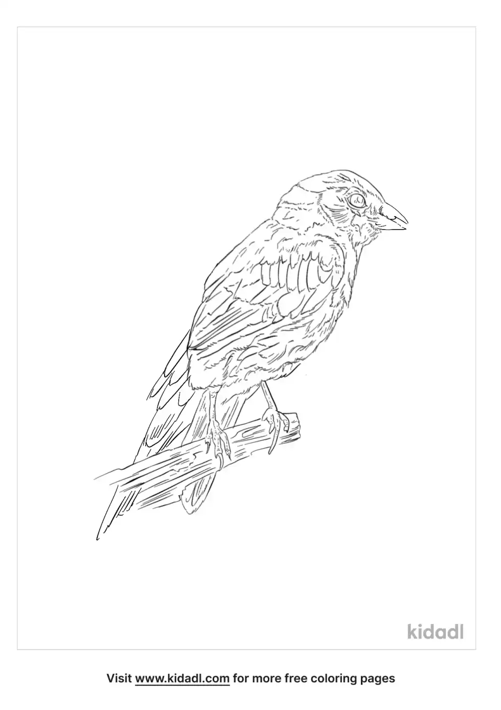 Starfinch Coloring Page