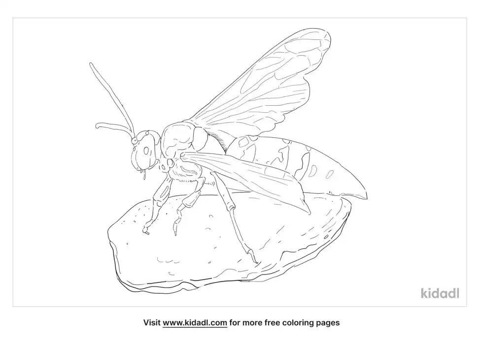 Eastern Cicada Killer Coloring Page