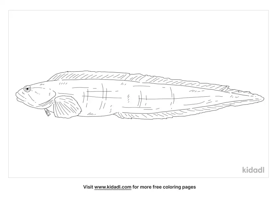 Gunnel Fish Coloring Page
