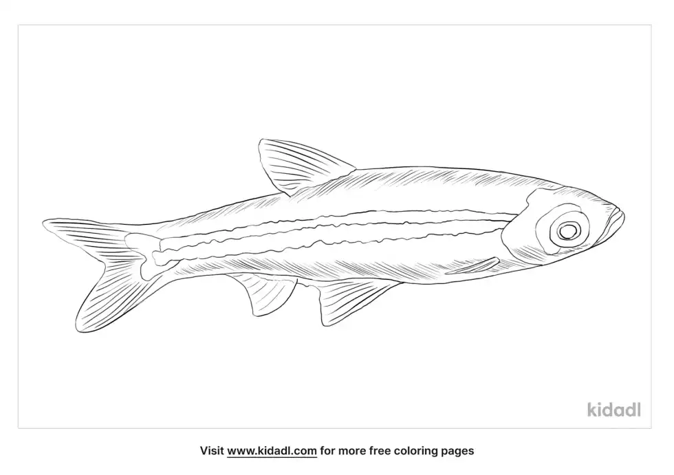 Brilliant Rasbora Coloring Page