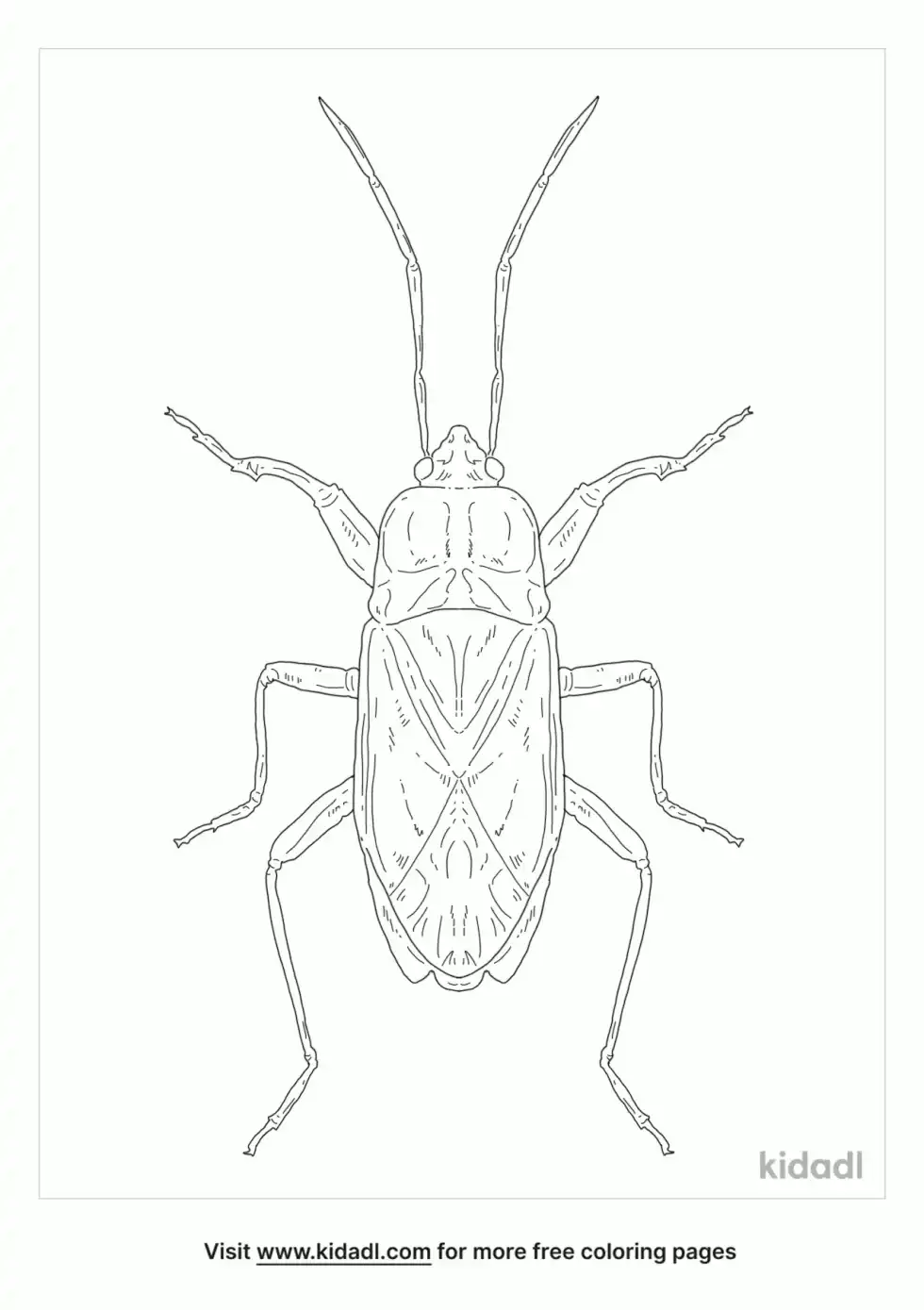 Rhyparochromidae Coloring Page