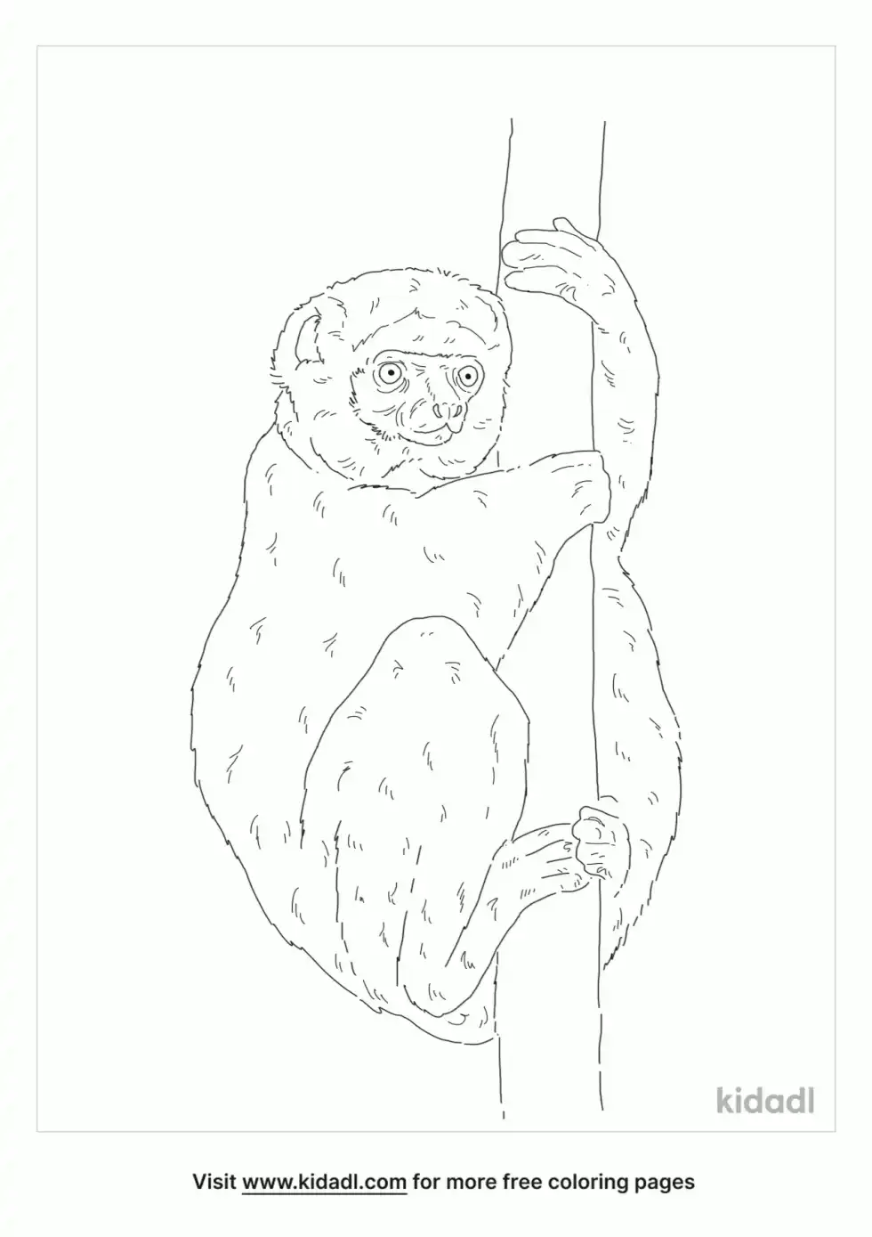 Verreaux's Sifaka Coloring Page