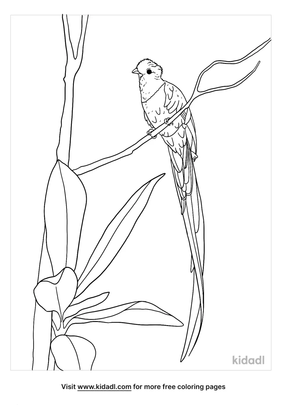 Resplendent Quetzal Bird Coloring Page