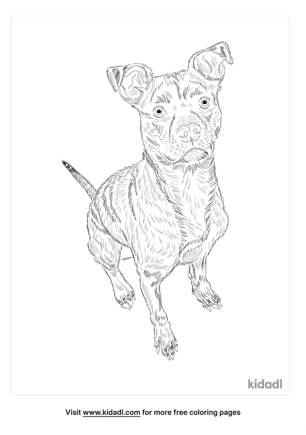 Pitbull Chihuahua Mix Coloring Page