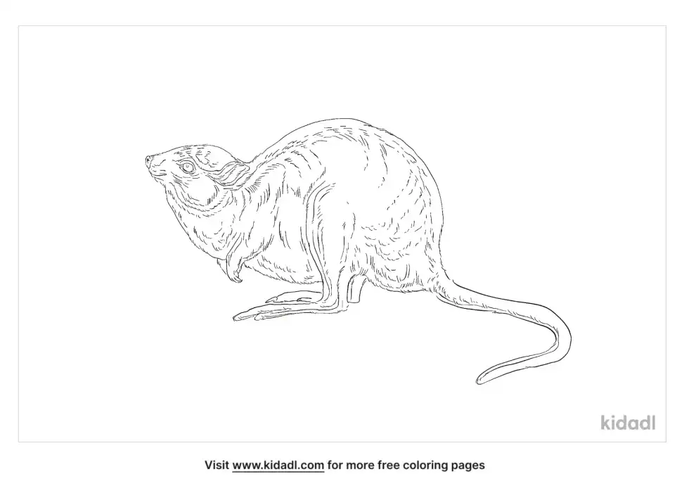 Desert Rat Kangaroo Coloring Page