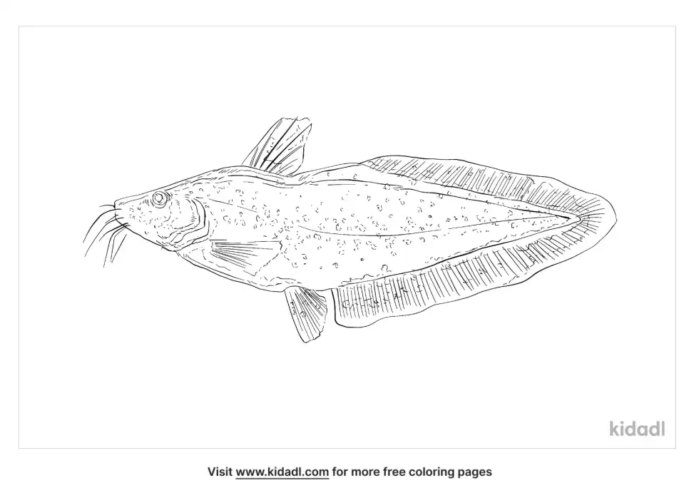 Eel Tailed Catfish Coloring Page