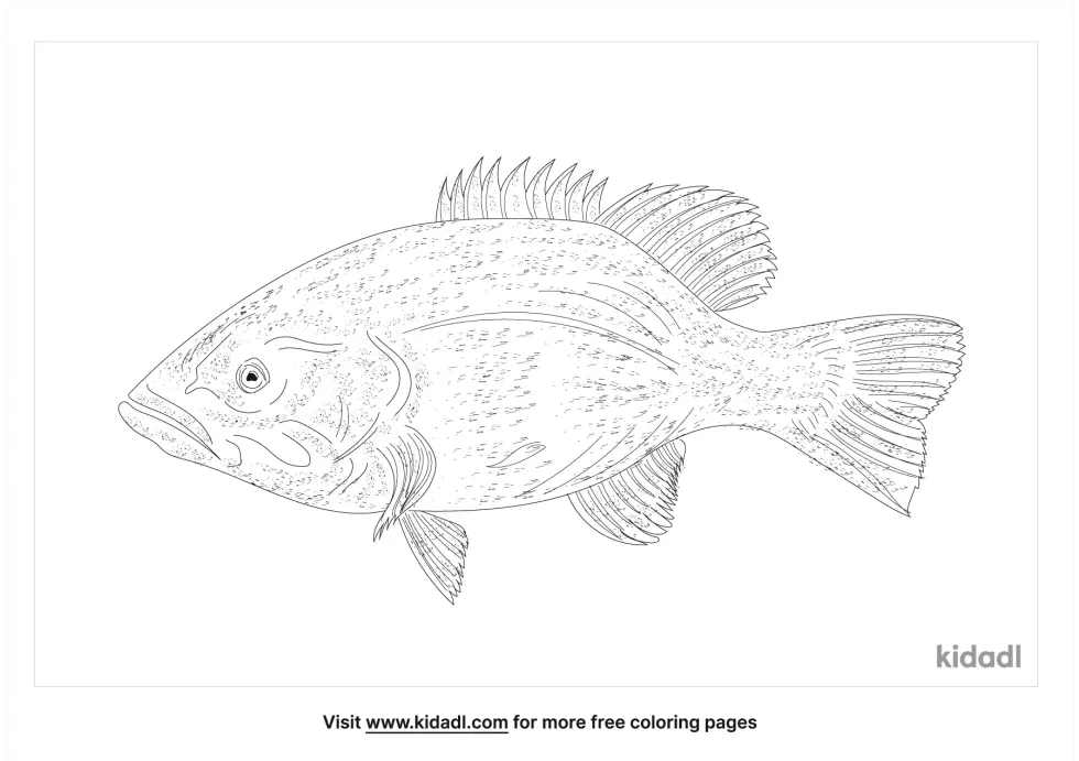 Atlantic Whitefish