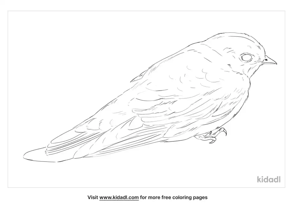 Dusky Crag Martin Coloring Page