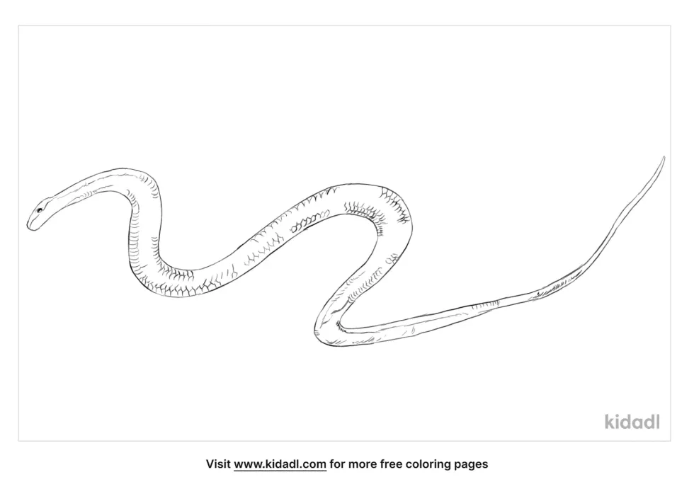 Flying Snake Coloring Page