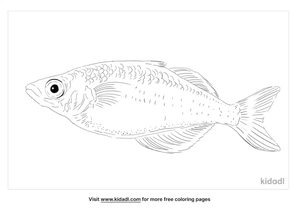 Lake Wanam Rainbowfish Coloring Page