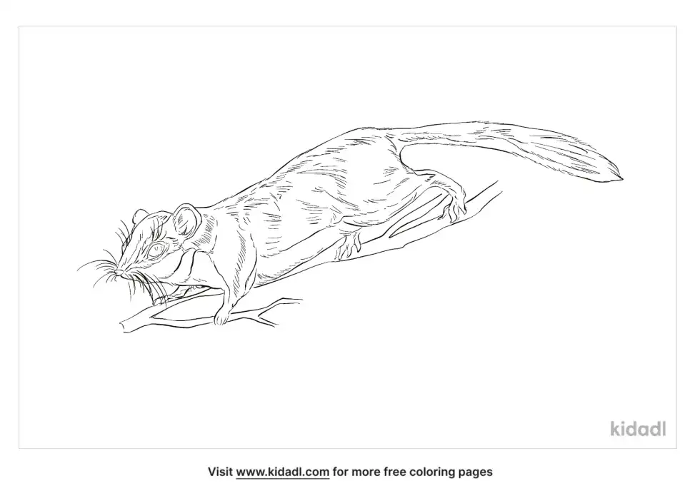 Forest Dormouse Coloring Page