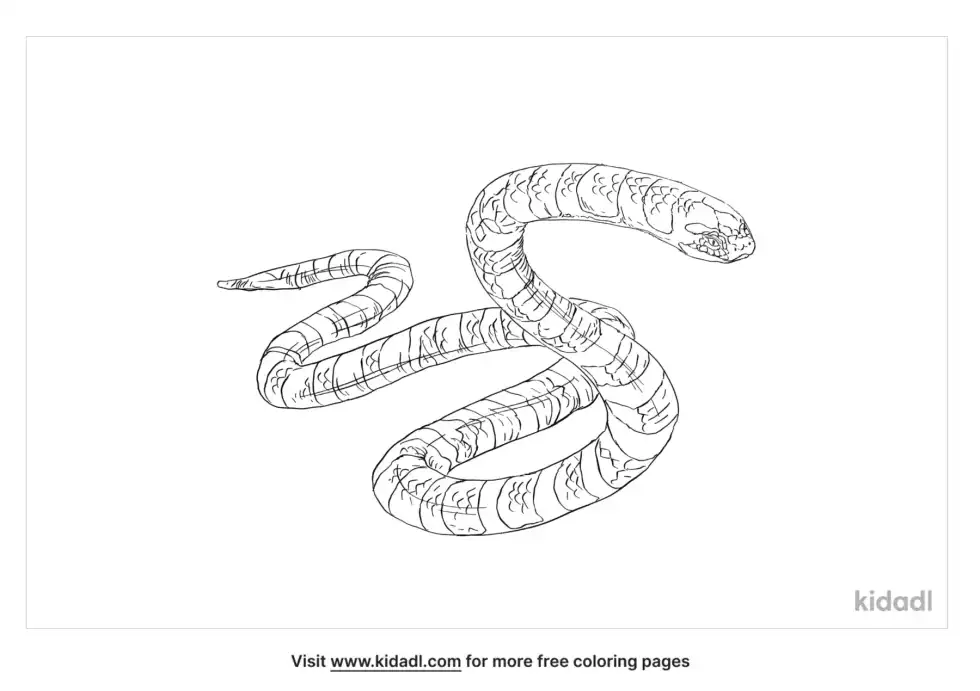 Faint Banded Sea Snake Coloring Page