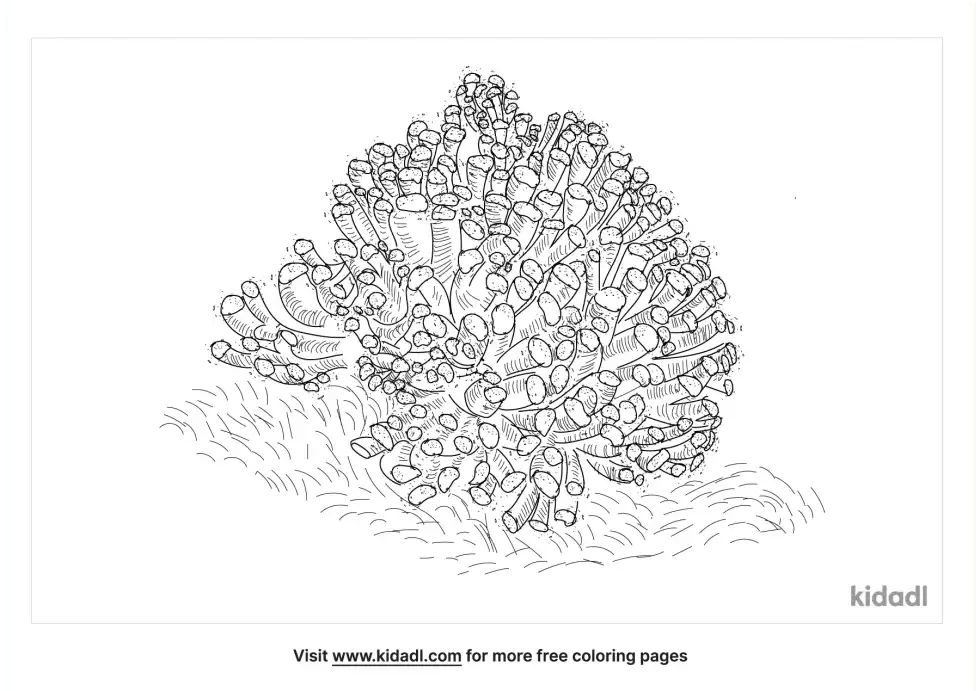 Frogspawn Coral Coloring Page