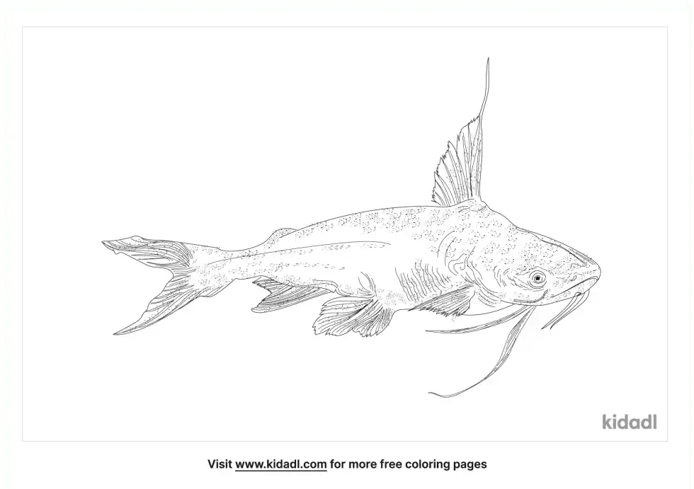Bagre Fish Coloring Page