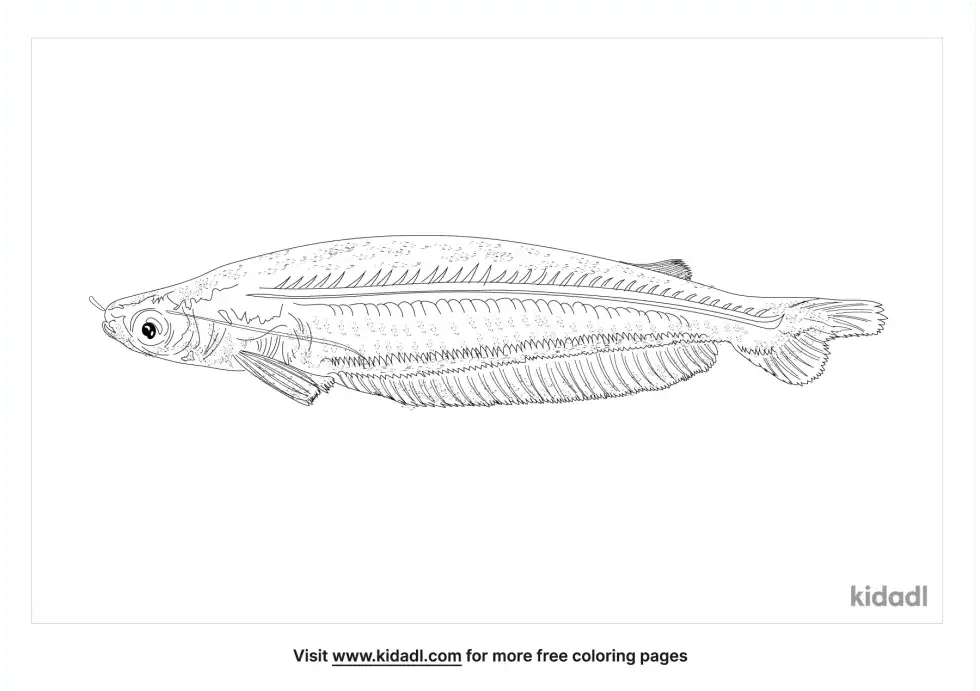 African Glass Catfish Coloring Page